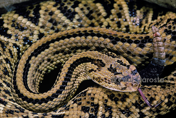 Crotalus durissus durissus (crotale)