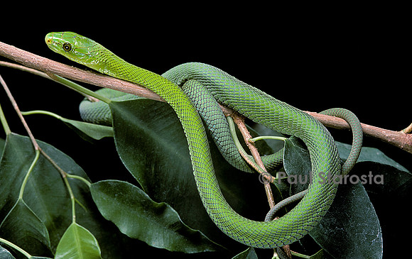 Dendroaspis angusticeps (mamba vert)