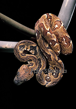 Sanzinia madagascariensis