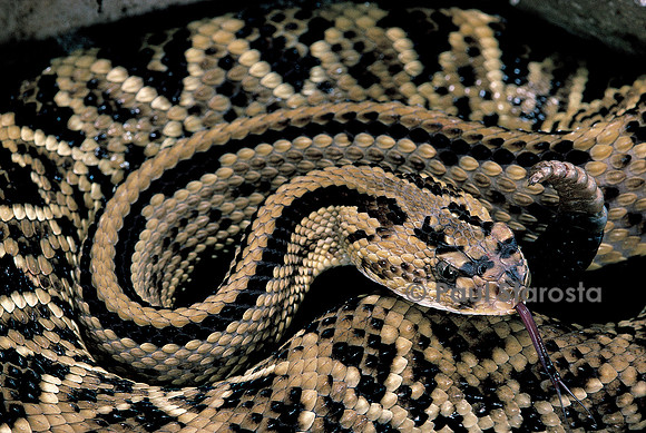 Crotalus durissus durissus (crotale)