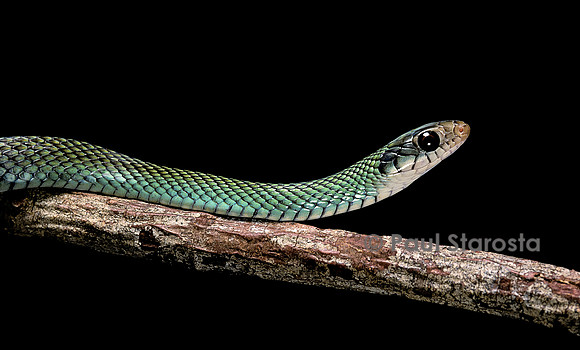 Drymobius margaritiferus