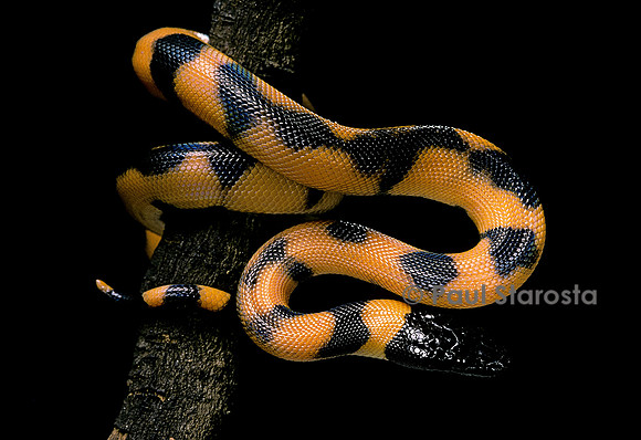 Bothrochilus boa