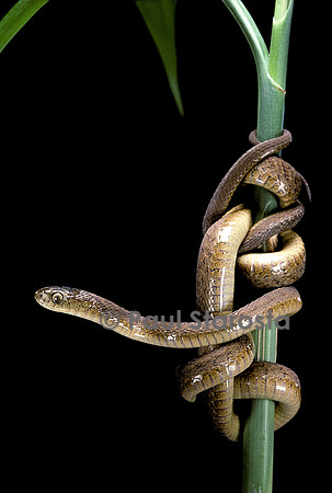 Dasypeltis scabra (mangeur d’œufs africain)