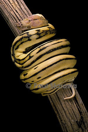 Python regius f. super tiger (python royal)