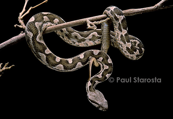 Daboia lebetina mauritanica
