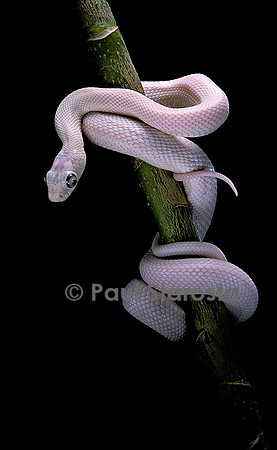 Pantherophis obsoletus f. leucistic