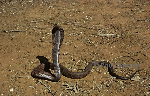 Naja haje (cobra égyptien)