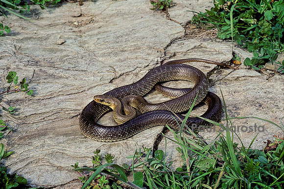 Zamenis longissimus (couleuvre d'Esculape)