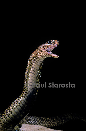 Naja haje (cobra égyptien)