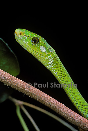 Dendroaspis angusticeps (mamba vert)