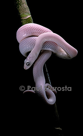 Pantherophis obsoletus f. leucistic