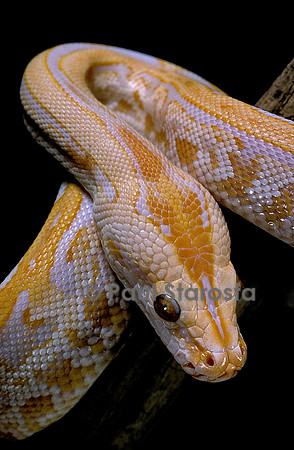 Python molurus bivittatus f. labyrinthe albinos