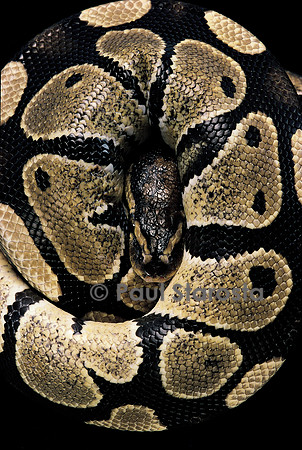 Python regius (python royal)