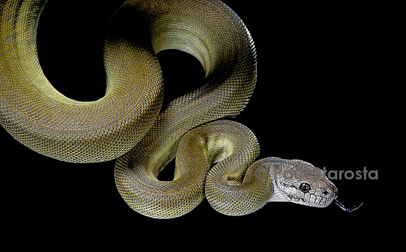 Apodora papuana (python papou)
