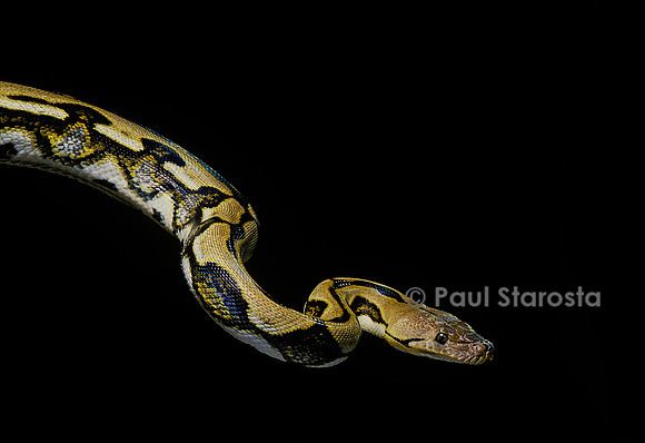 Python reticulatus f.tiger (python réticulé)