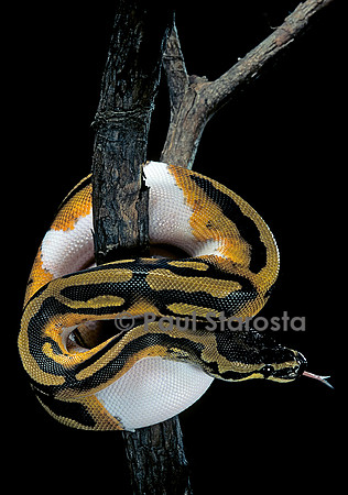 Python regius f. piebald (python royal)
