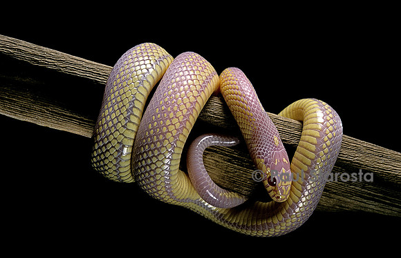 Lampropeltis getula californiae f. albinos