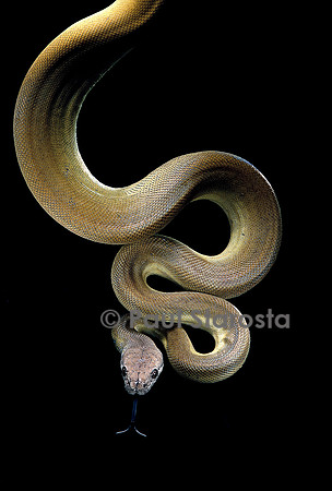 Apodora papuana (python papou)