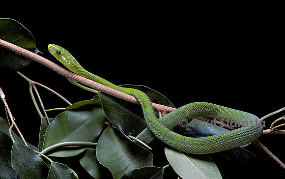 Dendroaspis angusticeps (mamba vert)