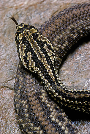 Crotalus durissus terrificus (crotale)