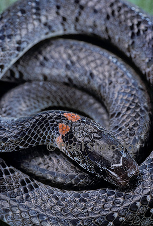 Pareas margaritophorus