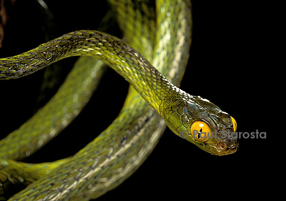 Dipsadoboa duchesnii