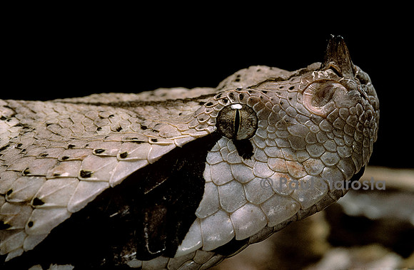 Bitis gabonica (vipère du Gabon)
