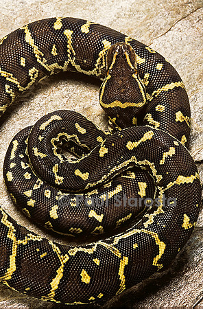 Python anchietae