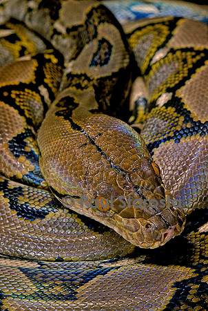 Python reticulatus (python réticulé)