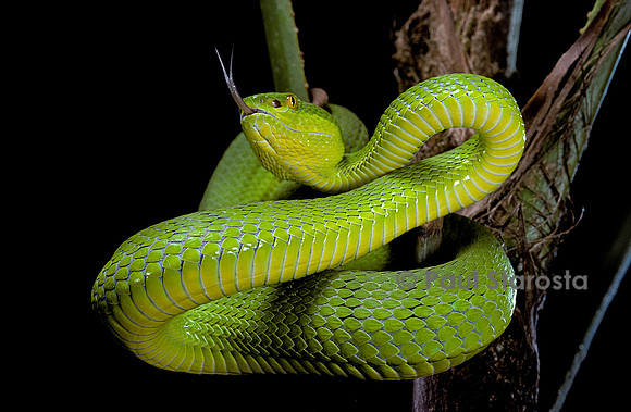 Trimeresurus albolabris (crotale des bambous)