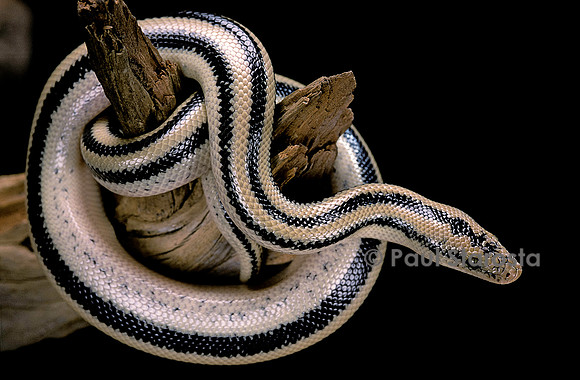 Lichanura trivirgata trivirgata