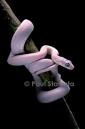 Pantherophis obsoletus f. leucistic