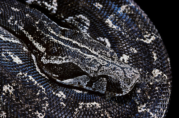 Boa constrictor occidentalis (boa d’argentine)