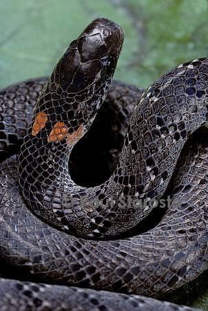 Pareas margaritophorus