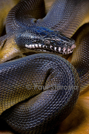 Leiopython albertisii (Python à lèvres blanches)