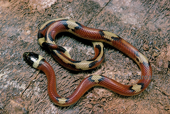 Lampropeltis triangulum sinaloae (milk-snake)