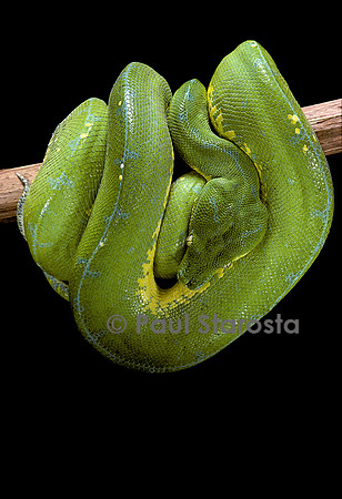 Morelia viridis (python vert)