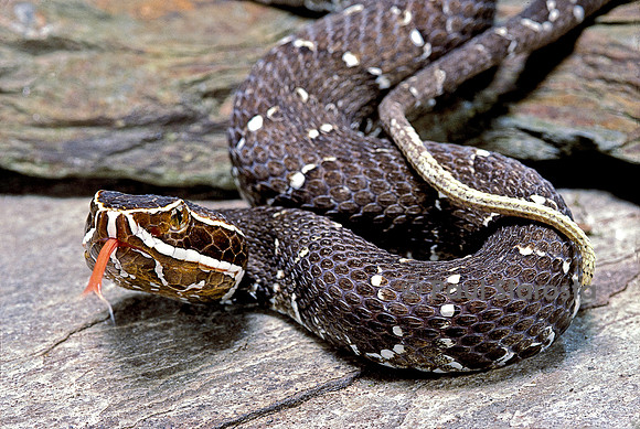 Agkistrodon bilineatus (crotale)