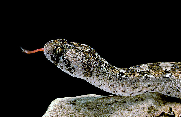 Echis ocellatus (vipère des pyramides)