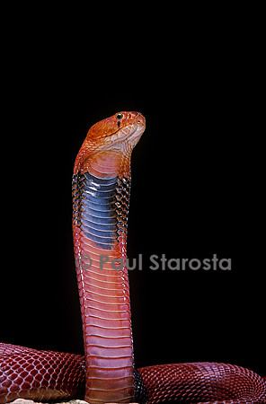 Naja pallida (cobra cracheur)