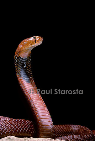 Naja pallida (cobra cracheur)