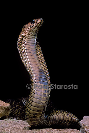 Naja haje (cobra égyptien)