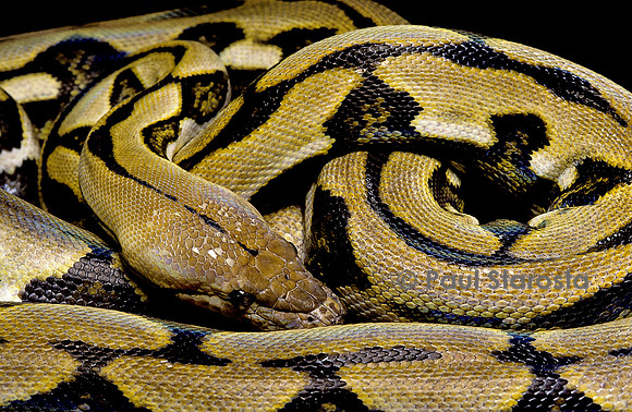 Python reticulatus f.tiger (python réticulé)