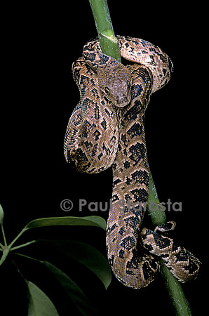 Chilabothrus angulifer