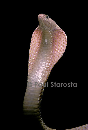 Naja kaouthia (cobra à monocle)