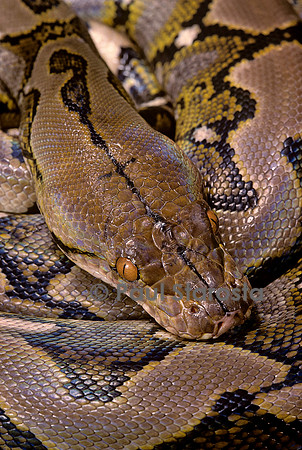 Python reticulatus (python réticulé)