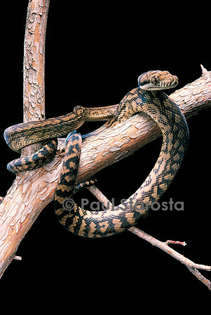 Morelia amethistina