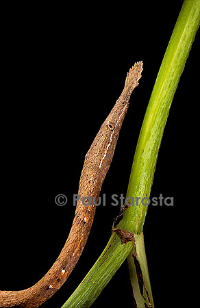 Langaha madagascariensis - femelle