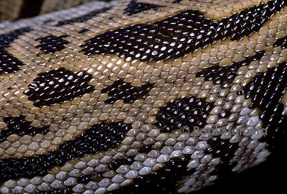 Python molurus bivittatus f. labyrinthe