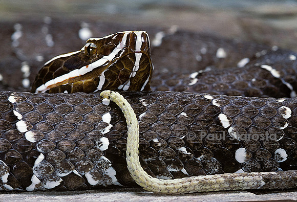 Agkistrodon bilineatus (crotale)